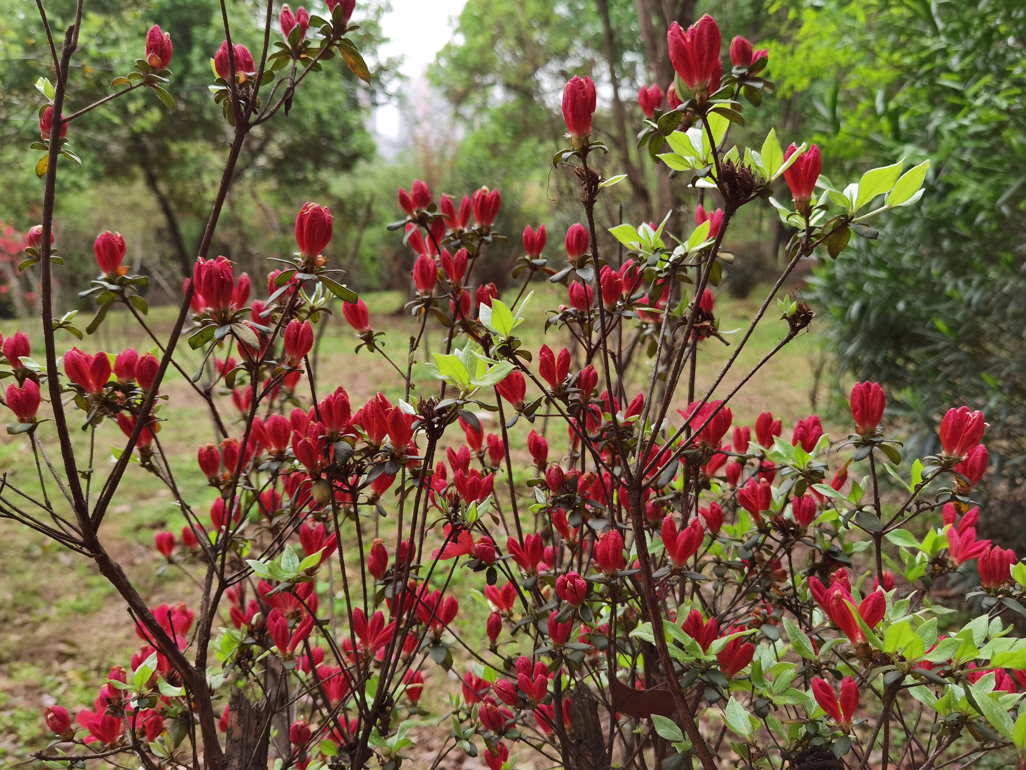 百年党史映山红,百树杜鹃献初心